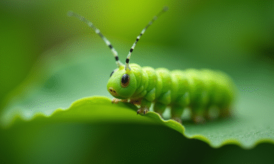 Chenille verte sur feuille saine en macro naturel