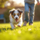 Chiot Australian Shepherd jouant avec un enfant dans le jardin