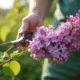 Gros plan sur des mains tenant des ciseaux de jardinage avec un rameau de lilas sain